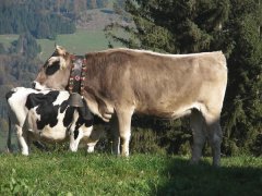 Alpe-Gschwenderberg-Viehabtrieb-5.jpg